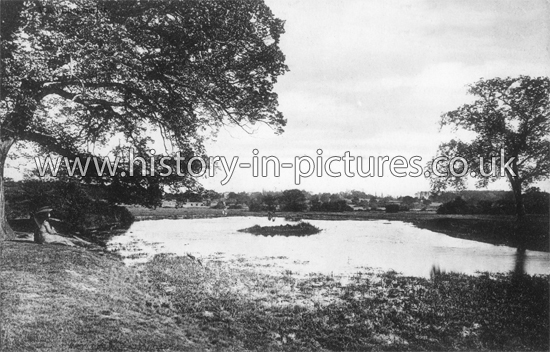 View off the Epping Road, Epping Forest, Essex. c.1908